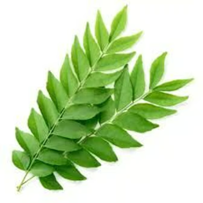 TFM Curry-Leaves ea